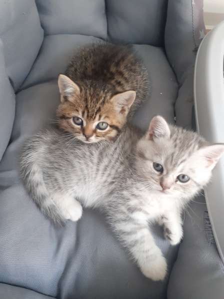 Британские котята в фото 16