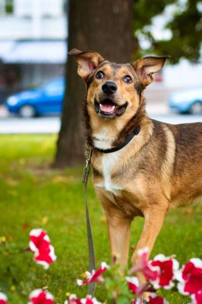 Очаровательная собачка компактного размера в Санкт-Петербурге фото 67