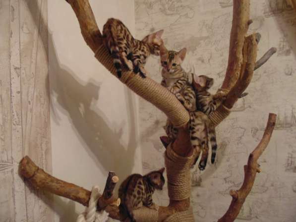 Продам бенгальских котят в Новосибирске фото 15