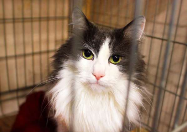 Кот Борис хочет сделать вас счастливее в Москве