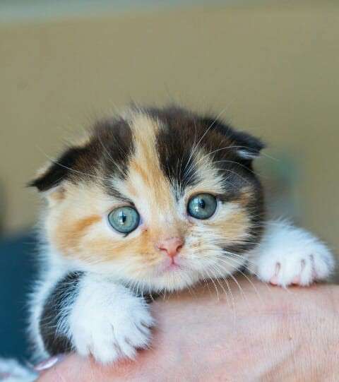 Scottish Fold & Straight в фото 9