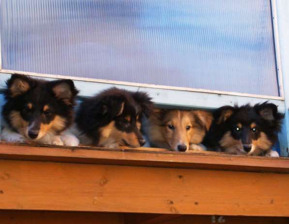 Щенки шелти в Астрахани в Астрахани фото 12