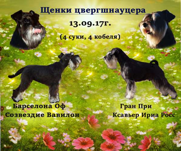 Продаются прекрасные щеночки цвергшнауцера(ч\с) в Воронеже фото 5