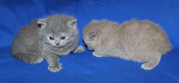 Шотландские котята в Твери фото 7