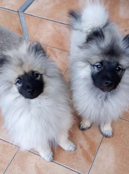 Кеесхонд/вольфшпиц. Щенки в фото 11