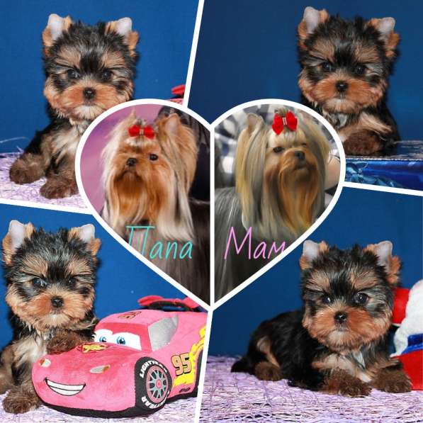 Мальчик йоркширский терьер, мелкий стандарт