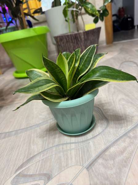 Сансевиерия Ханна