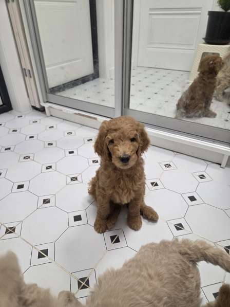 Шикарные щенки королевского пуделя в Москве