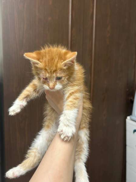 Котенок в добрые руки