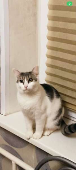 Кошечка Фрося в добрые руки