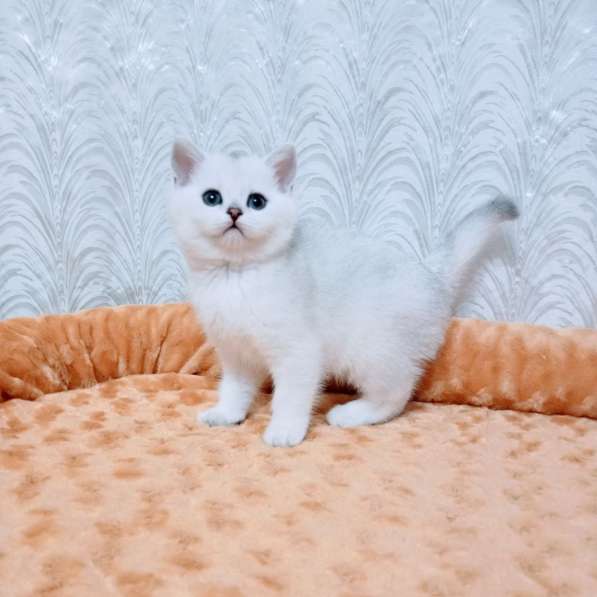 Зеленоглазая шиншилла котик в Челябинске фото 9