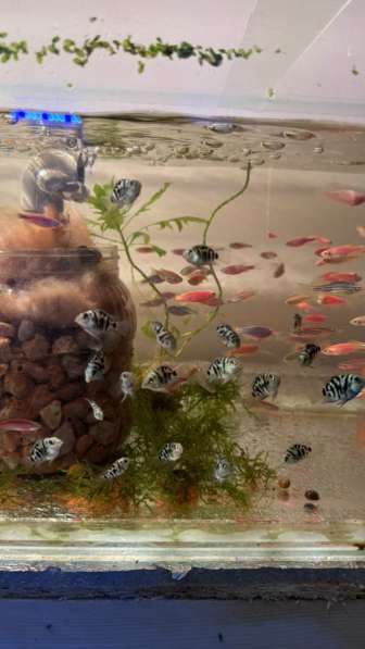 Аквариумные рыбки в Махачкале фото 3