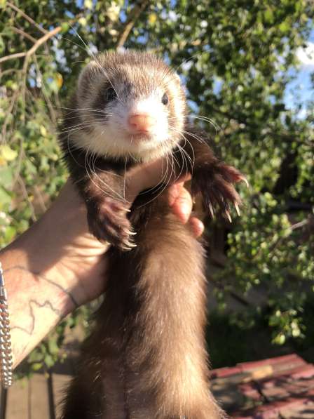 Домашние хорьки ручные в Москве фото 6
