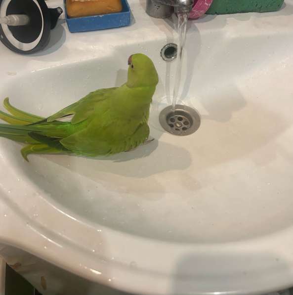 Ожереловый попугай в Москве фото 4