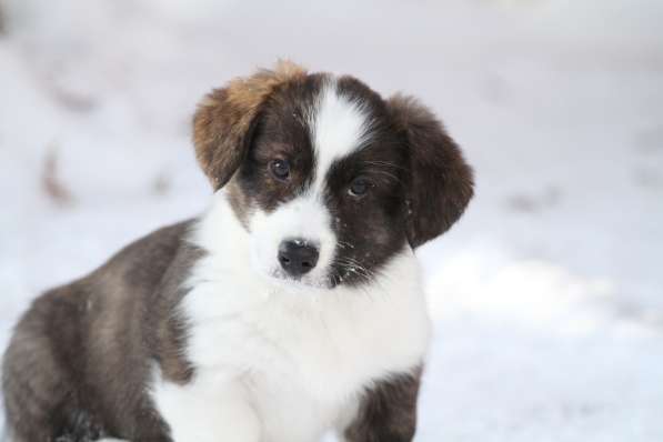 Вельш корги кардиган