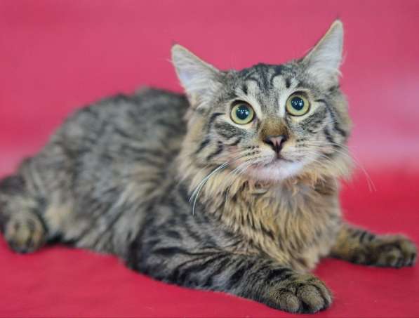 Очаровашка Лёвушка в поиске дома