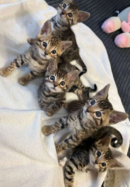 Продаются бенгальские котята в Санкт-Петербурге фото 7