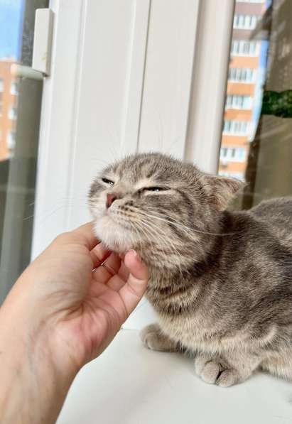 Вислоухая кошечка Энни в добрые руки в Москве фото 9