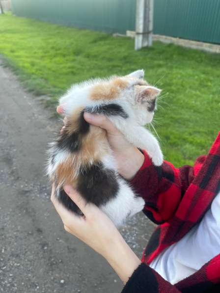 Кошка в Кулебаках
