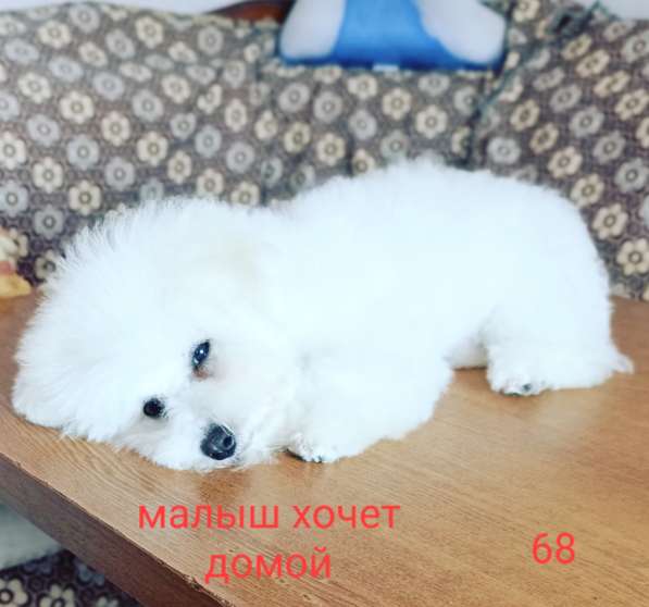 Породные щенки бишон фризе в Казани фото 3