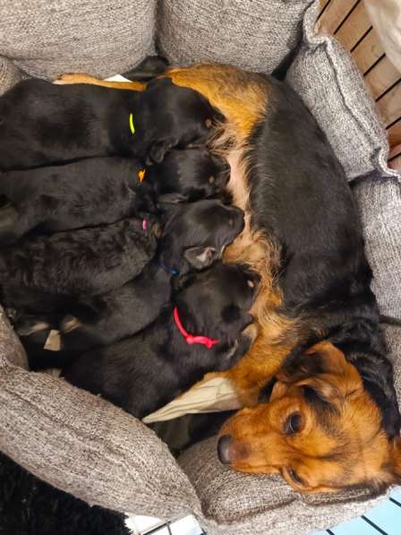 Щенки в добрые руки! в Ноябрьске фото 9