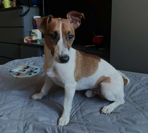 Отдам собаку