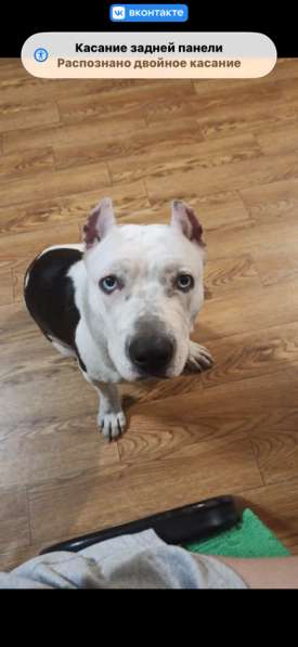 Щенки питбуль