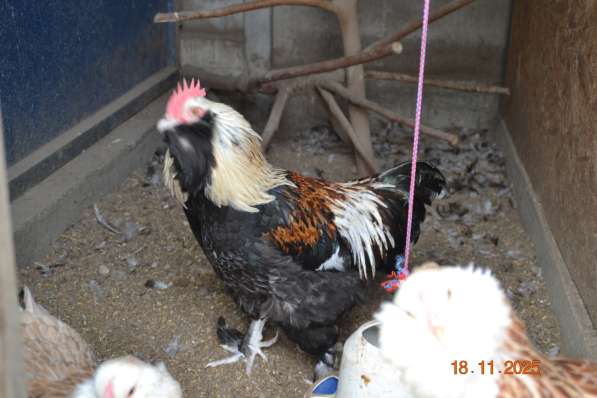 Продам породистых петушков в фото 4