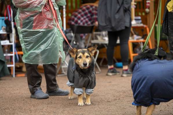 Красивая собачка размером с таксу