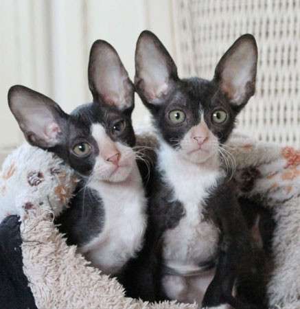 Кудрявые котята Корниш рекс