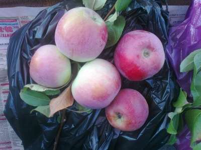 Овощи и фрукты из Краснодара в Анапе фото 6