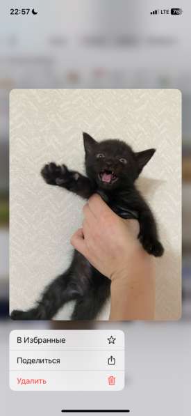 Отдам в добрые ручки в Краснодаре фото 5