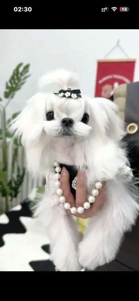 Мальтийская болонка девочка