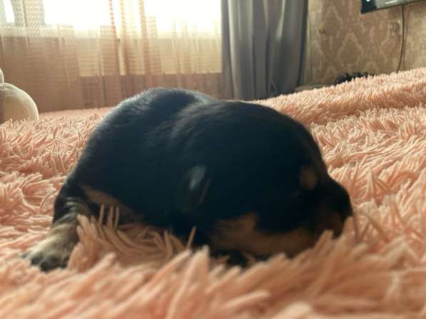 Щенята. Смесь чихуахуа и йоркширского терьера в Липецке фото 3