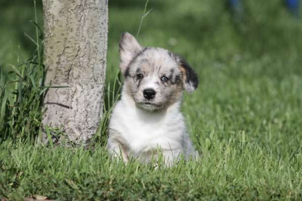 Вельш корги кардиган в Москве фото 5