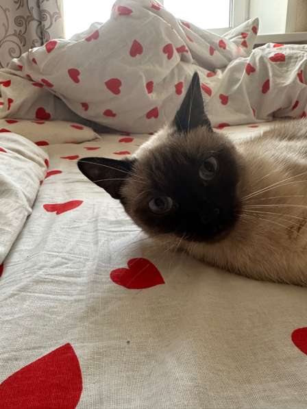 В добрые руки в Ульяновске