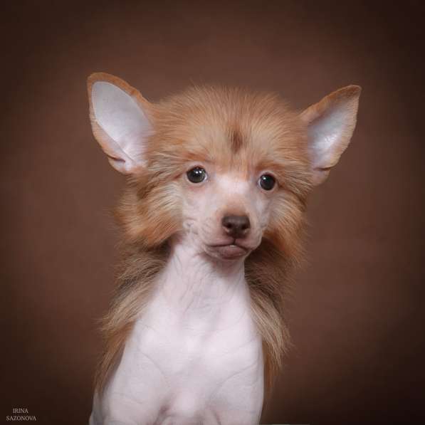 Голый мальчик Китайской хохлатой собаки в Москве фото 8