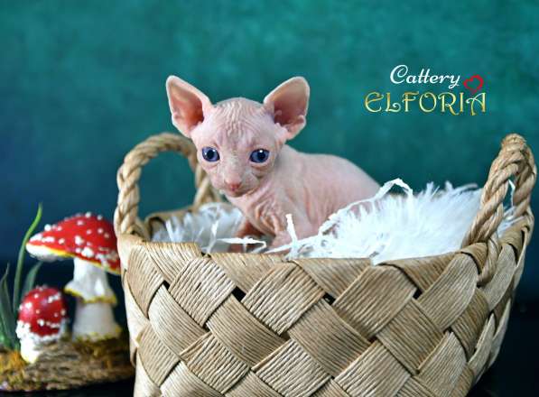 Котята Sphynx, Elf, DWELF в фото 5