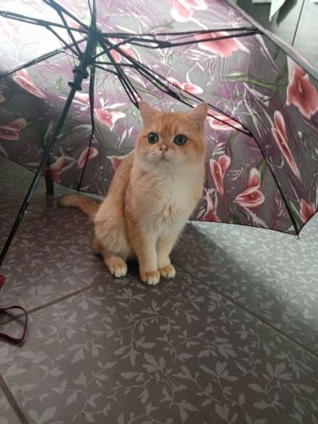 Ищу красавицу для потомства Шиншилла Джоник