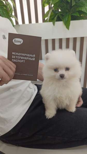 Померанские шпицы мальчик в Набережных Челнах