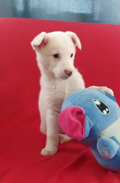 Неописуемой красоты белый щенок в Санкт-Петербурге