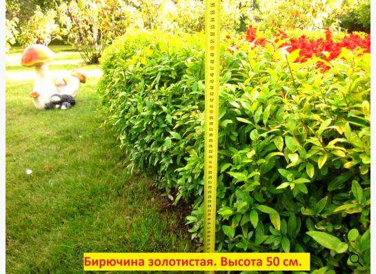 Саженцы бирючины золотистой в Калуге фото 11