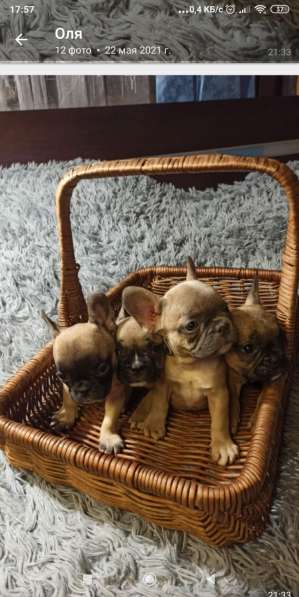 Голубые щенки французского бульдога в Калининграде фото 5