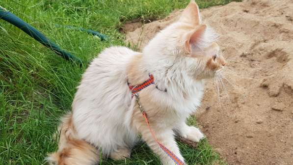 Продаётся красная девочка мейн-кун в Санкт-Петербурге фото 24