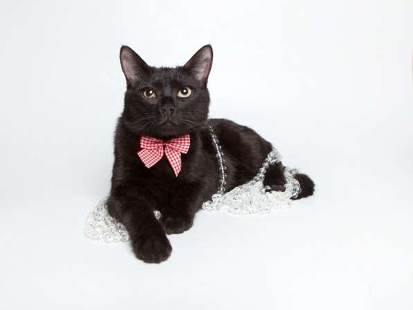 Котенок чертенок ищет дом в Москве фото 5