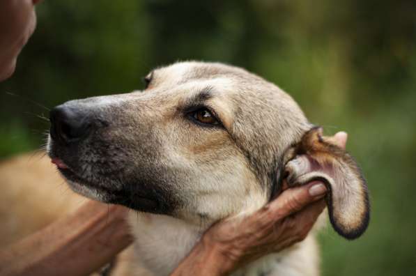 Филимон — дружелюбный пес в добрые руки! в Москве
