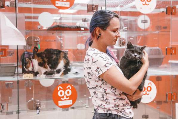 Зоогостиница BookingCat Люберцы/Жулебино в Люберцы фото 16