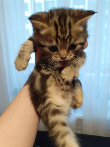 Котята Шотландские в Самаре фото 5