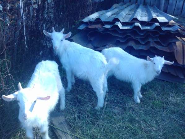 Продам козлят заненской породы в Ангарске