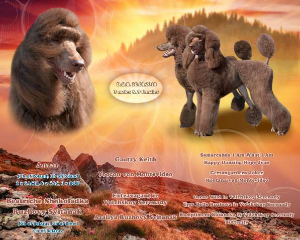 Щенки королевского пуделя в 